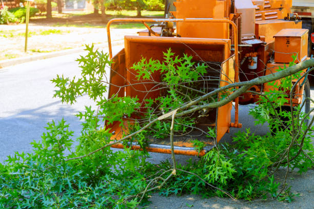 How Our Tree Care Process Works  in  Montgomery, GA