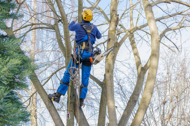 Leaf Removal in Montgomery, GA